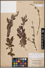 Foto von Salix aurita L. x Salix cinerea L. x Salix repens L.